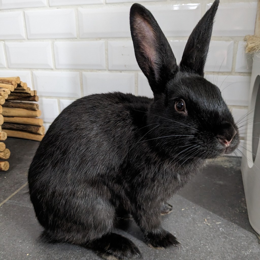 Hoe slechter hoe&nbsp;beter